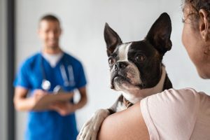 How to Choose the Best ESA Letter Service for Your Needs