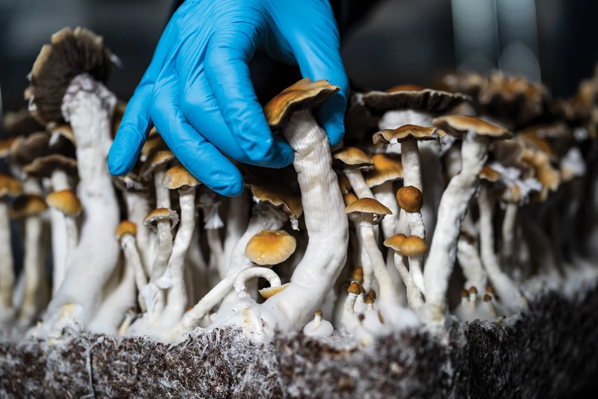  Magic Mushrooms